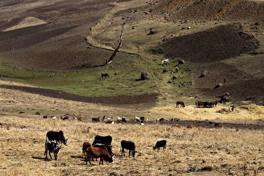 194   Landscape near Bale Mountains   Ethiopia